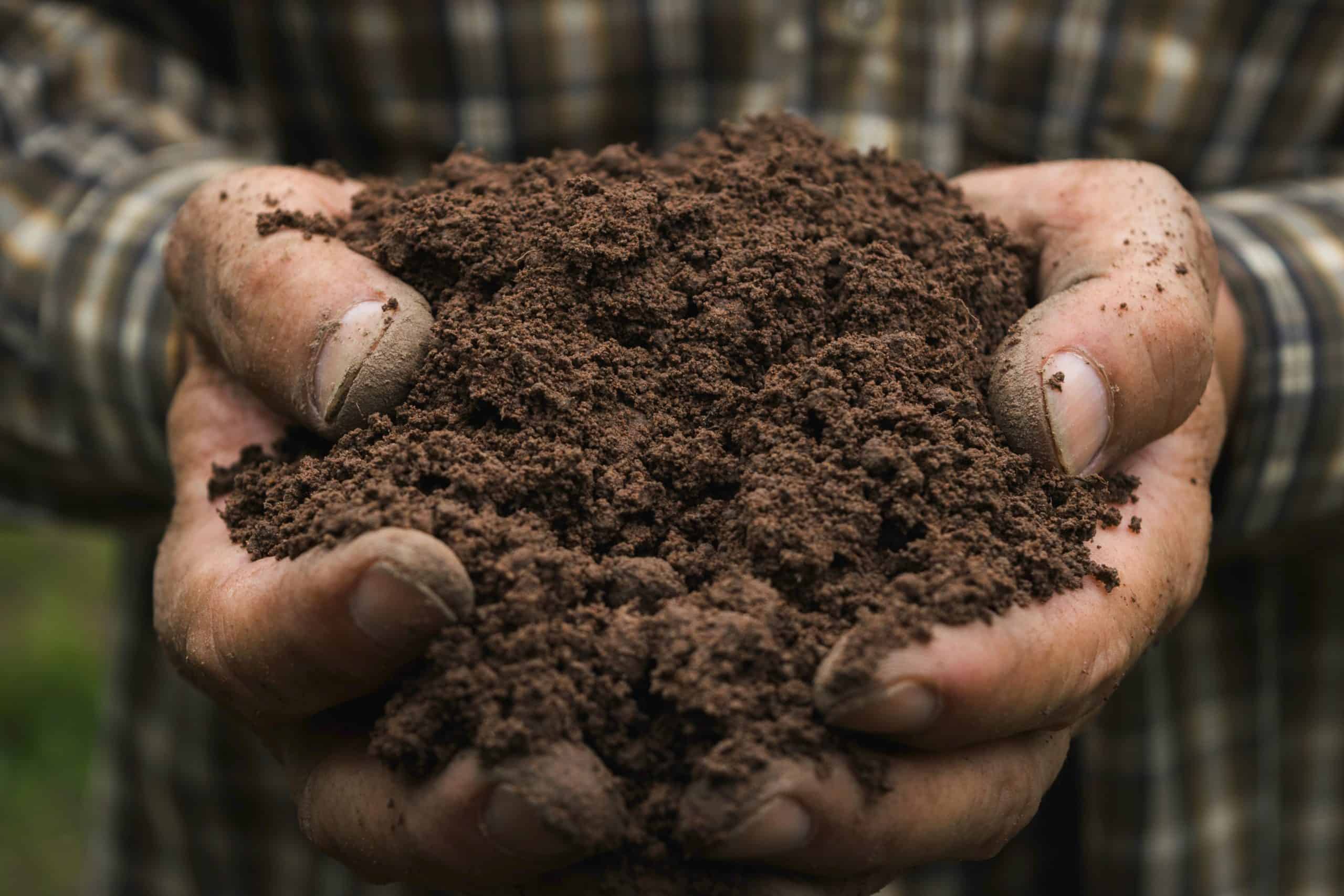 closeup hand of person holding abundance soil for agriculture or planting peach.