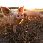 Bionetix ANIMAL FEED